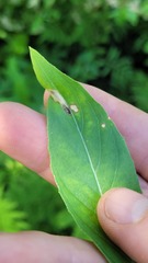 Aristotelia isopelta