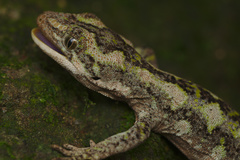 Naultinus gemmeus