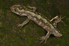 Naultinus gemmeus