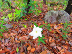 Mandevilla hypoleuca