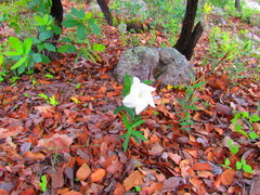 Mandevilla hypoleuca