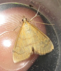 Anania crocealis