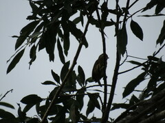 Picumnus nebulosus