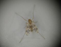 Psectrotanypus dyari