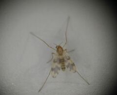 Psectrotanypus dyari