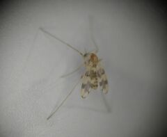 Psectrotanypus dyari