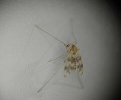 Psectrotanypus dyari