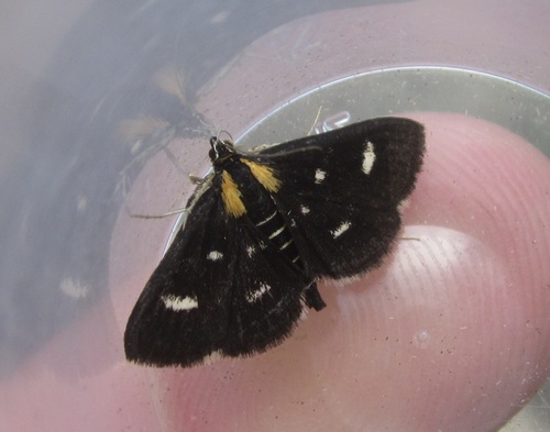 Anania funebris
