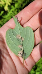 Coleophora cornella