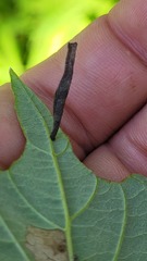 Coleophora cornella