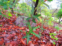 Mandevilla hypoleuca