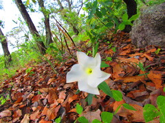 Mandevilla hypoleuca