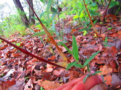 Mandevilla hypoleuca