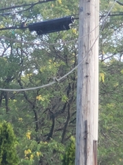 Archilochus colubris