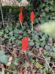 Arum