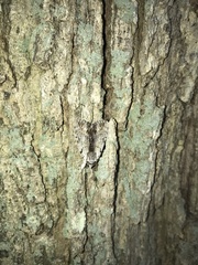 Catocala gracilis
