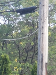 Archilochus colubris