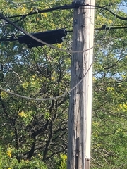 Archilochus colubris