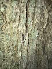 Catocala gracilis