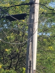 Archilochus colubris