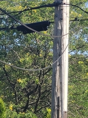 Archilochus colubris