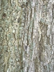 Catocala gracilis