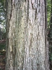 Catocala gracilis