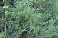 Juniperus sabina