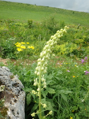 Aconitum orientale