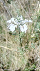 Nigella arvensis
