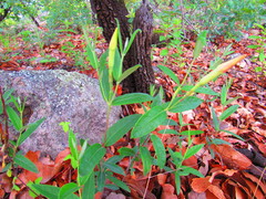 Mandevilla hypoleuca