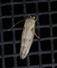 Mompha brevivittella