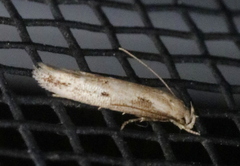 Mompha brevivittella