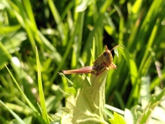 Entomophaga grylli
