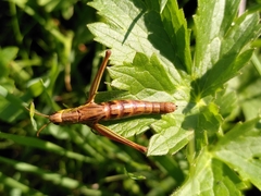 Entomophaga grylli