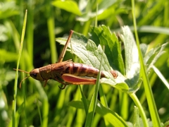 Entomophaga grylli