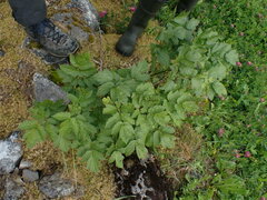 Actaea spicata