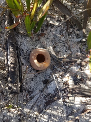 Peziza ammophila