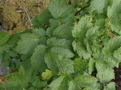 Actaea spicata
