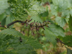Actaea spicata