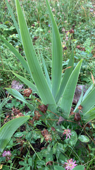 Iris domestica