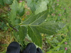 Actaea spicata