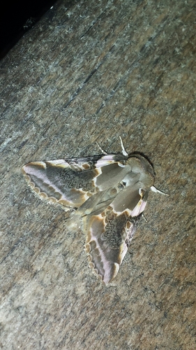 Glorious Habrosyne Moth photo 3