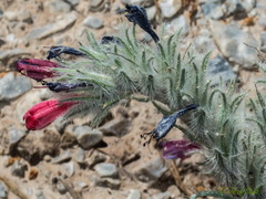 Echium albicans