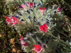 Echium albicans