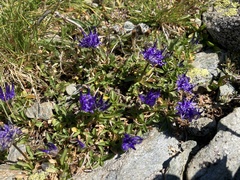 Phyteuma globulariifolium