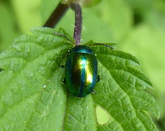 Chrysolina fastuosa