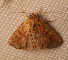 Perigea xanthioides