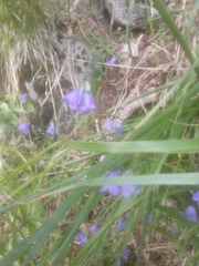 Campanula bohemica