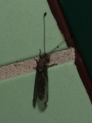 Ululodes quadripunctatus